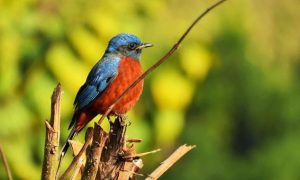 bird-watching-tour bird-watching-tour