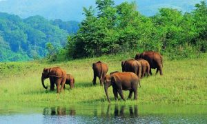 periyar-wildlife